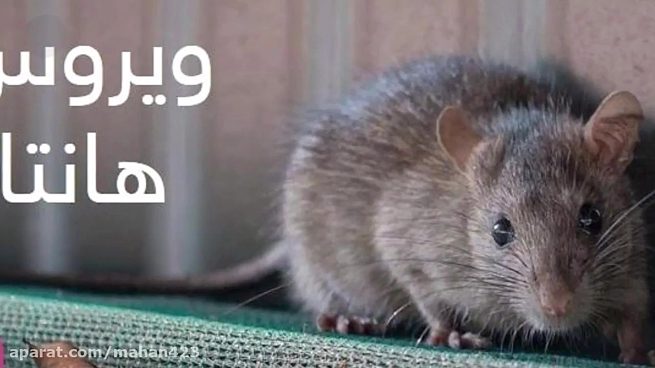 ویروس جدید هانتا در چین کشته د...