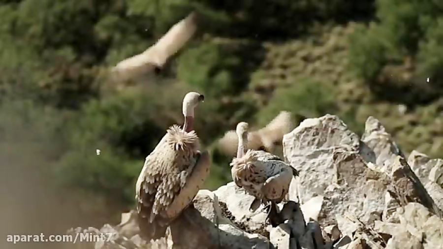 فیلم سینمایی &quot; کرکس ها &q...