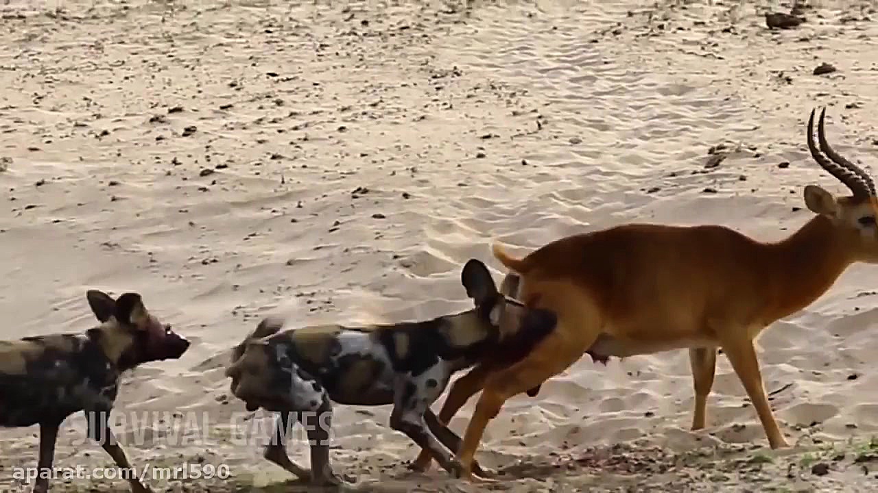 غزال در مقابل سگ های وحشی