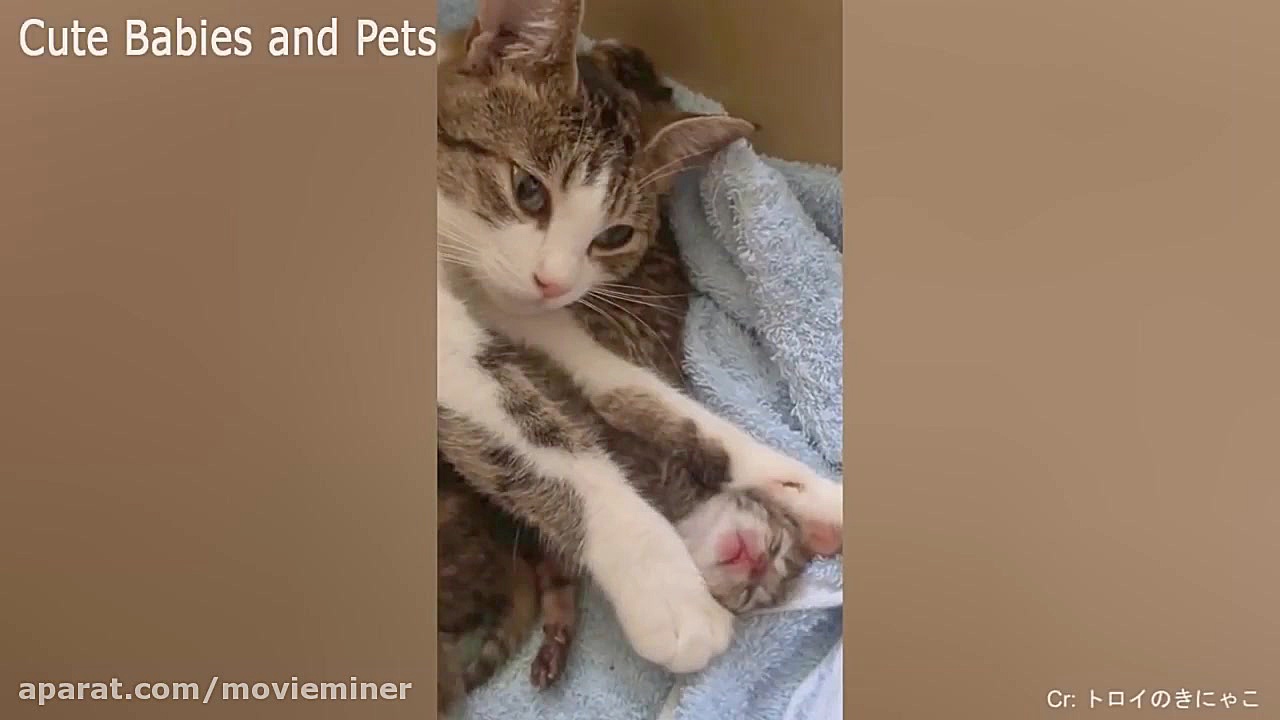 وقتی گربه های مادر از بچه هاشو...
