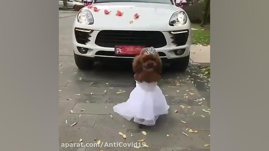 بانمک ترین عروس دنیا