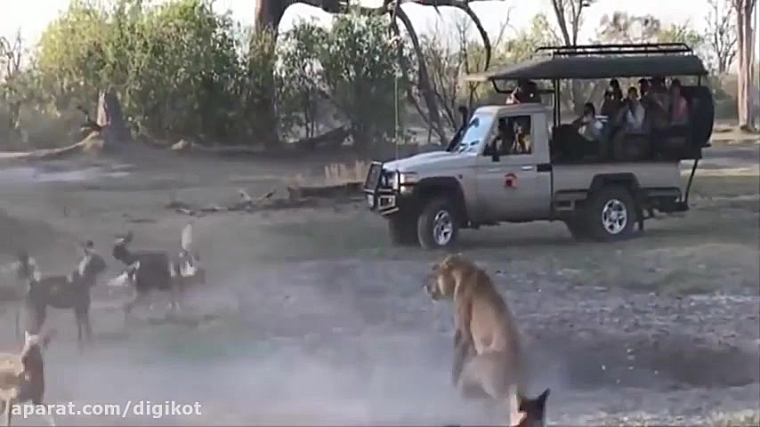 حیات وحش، حمله شیرهای گرسنه به...