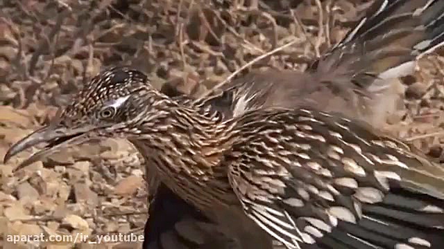 کوکوی دونده قاتل مار