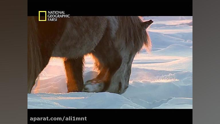 حیوانات و راز بقا