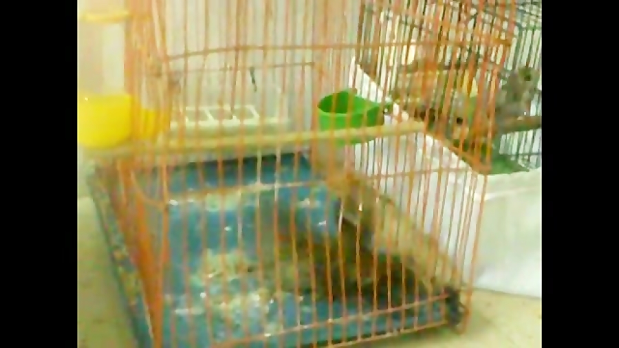 گنجشک مست خودم