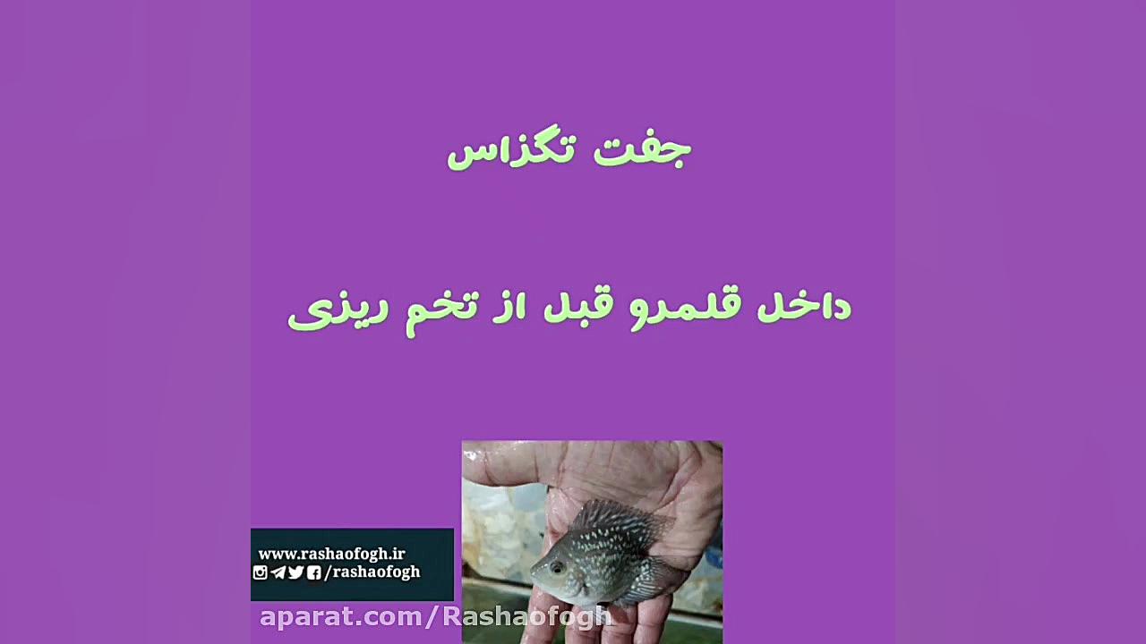 دوره آموزش پرورش ماهی زینتی