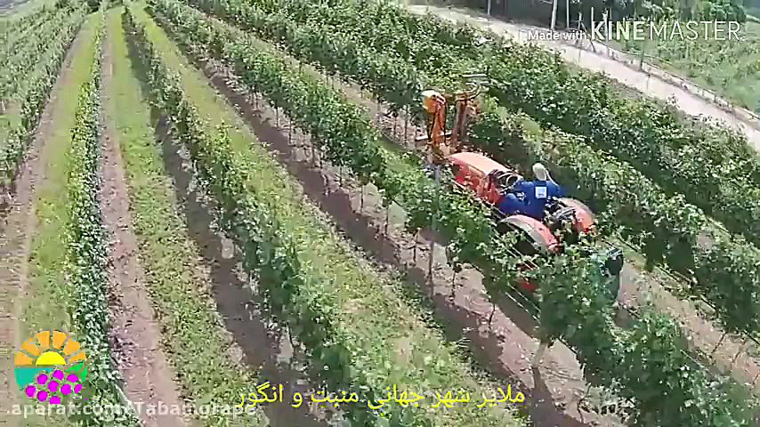 دستگاه هرس سبز انگور