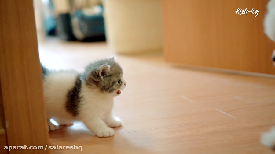 کلیپ فوق خنده دار ترس بدجور سگ...