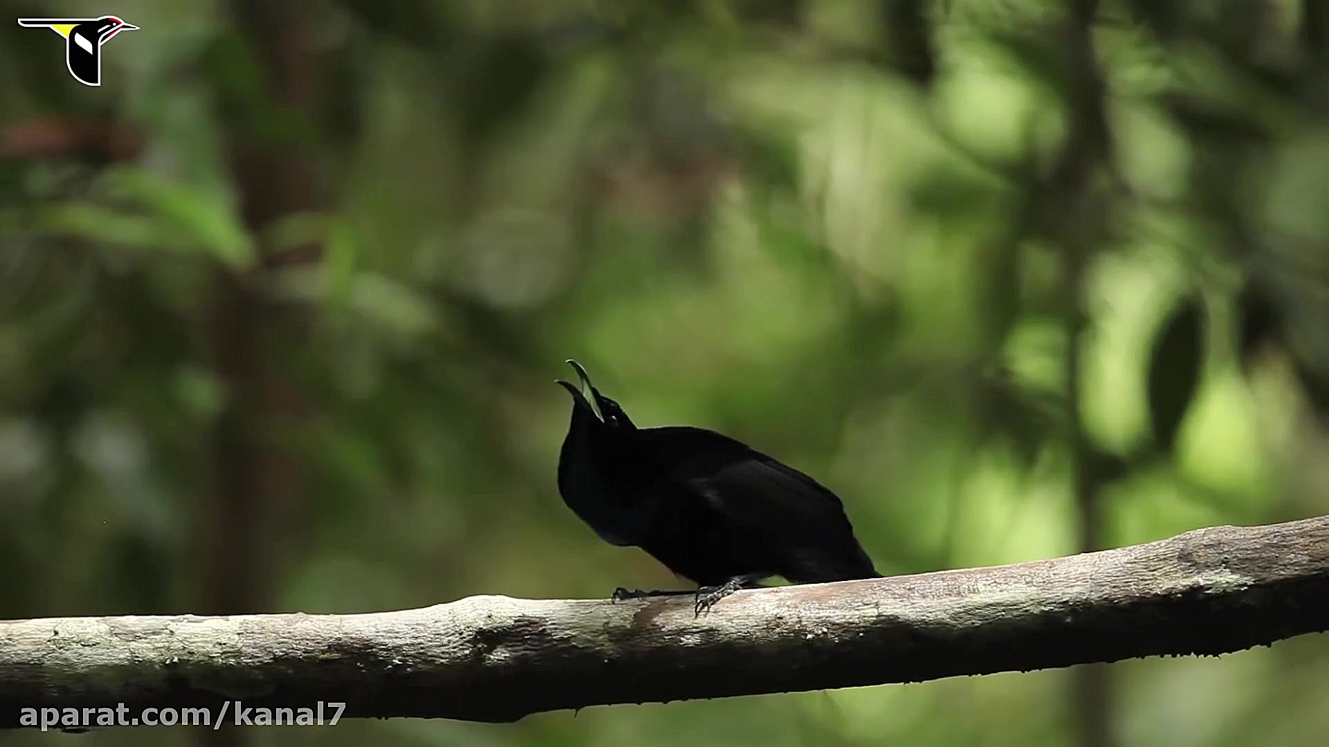 رقص باشکوه پرنده تفنگچی!