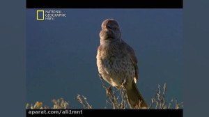 حیات وحش با کیفیت خوب برای شما