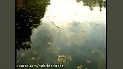 سونات پیانو فردریک شوپن