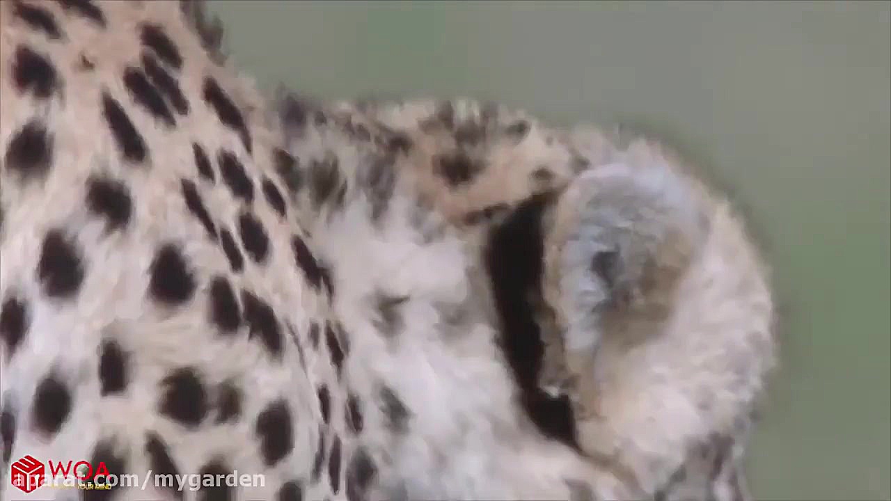 مستند حیات وحش | تلاش یوزپلنگ...