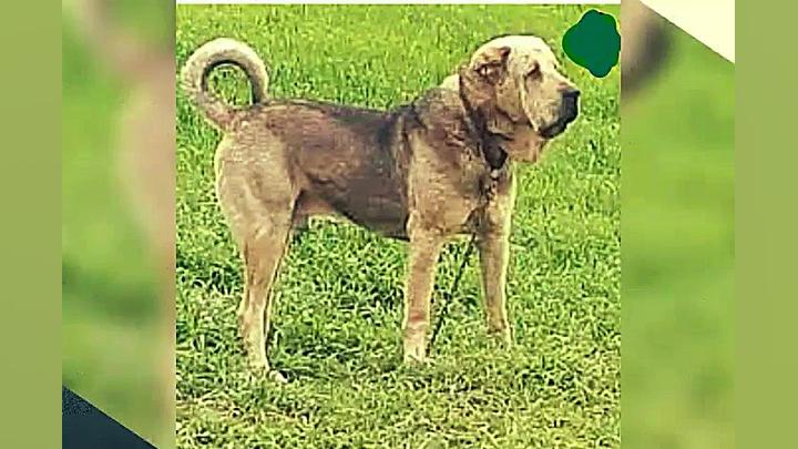 پژدر کاک رسول مریوانی از نسل آ...