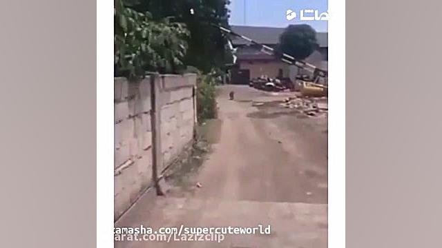 کلیپ خنده دار..پای جونت در میو...