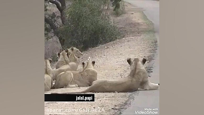 دوبله مشهدی خنده دار :)