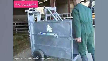 شاخ سوزی گوساله کاملا کاربردی