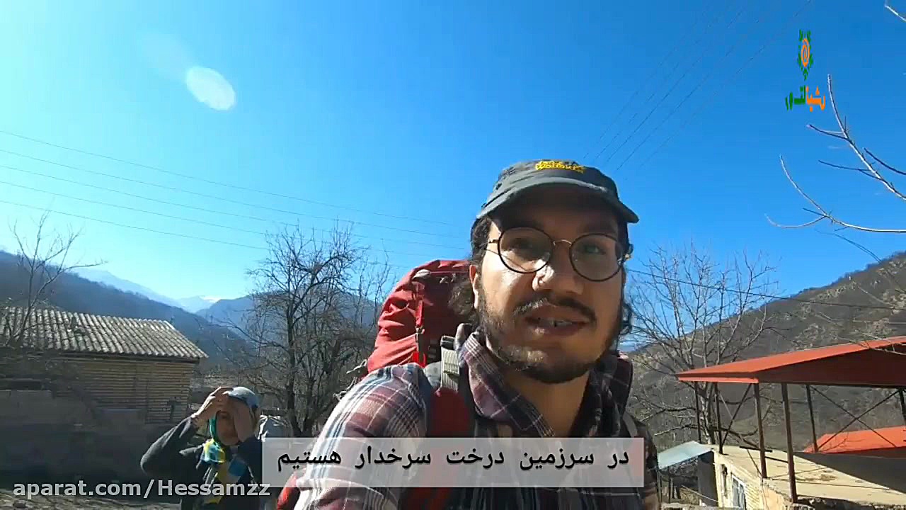 درخت عجیب سرخدار