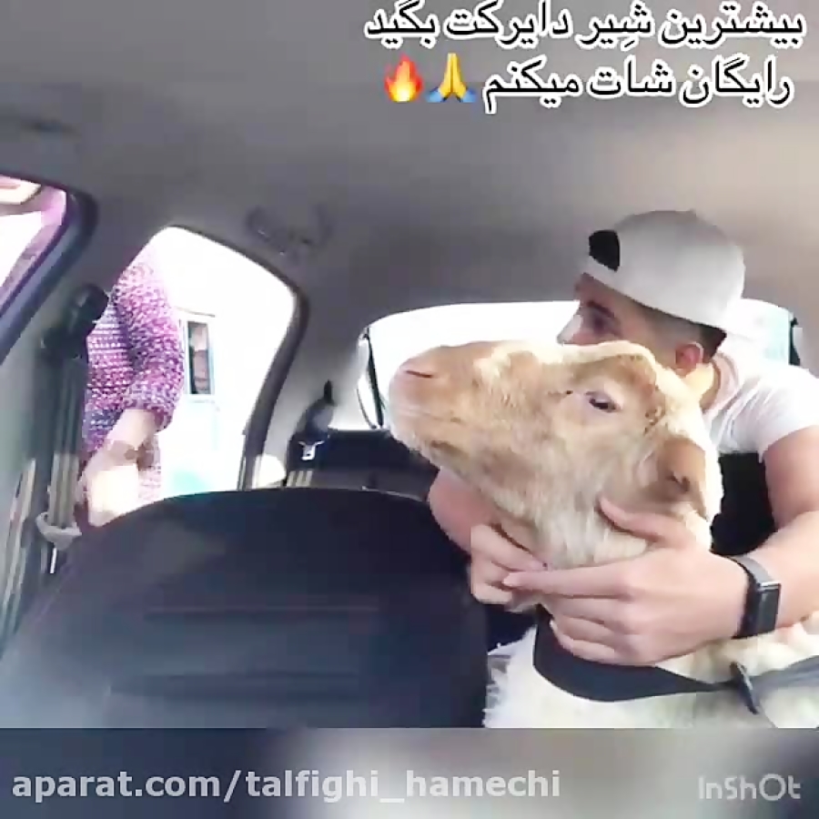 دوربین مخفی گوسفند راننده در ا...