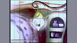 کارتون هاچ زنبور عسل | قسمت 67