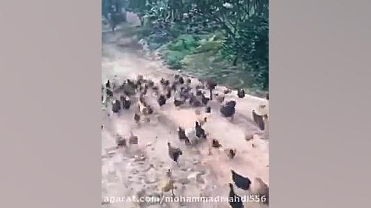 وقتی قرنطینه تمام بشه