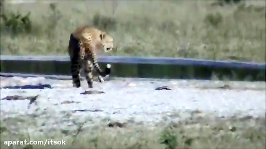 آب خوردن چیتا