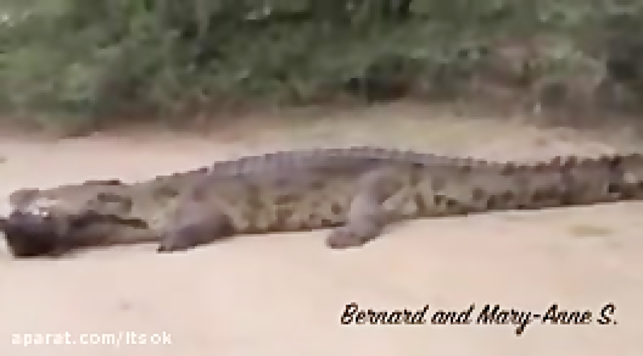 طعمه کروکودیل