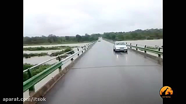 سیل در جنگل