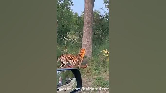 قدرت پلنگ ببینید