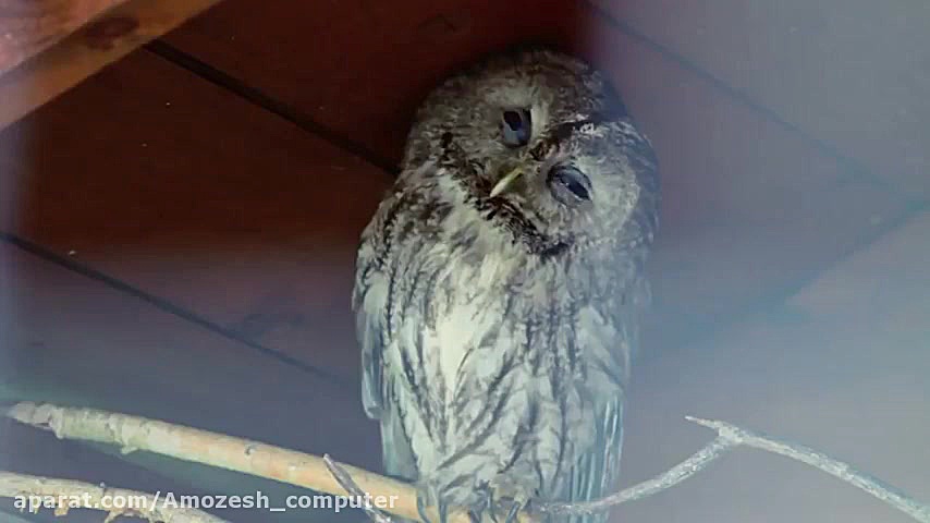 میدانستید3 آپارات