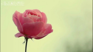 آهنگ خاطره انگیز حبیب محبیان