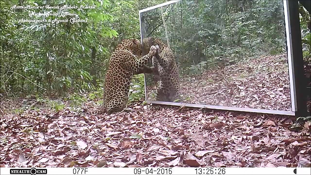 ببر و فیل در مقابل آینه