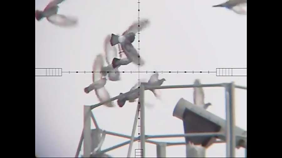 Edgun Matador - Pigeon Hunting 100 Yards زمان598ثانیه