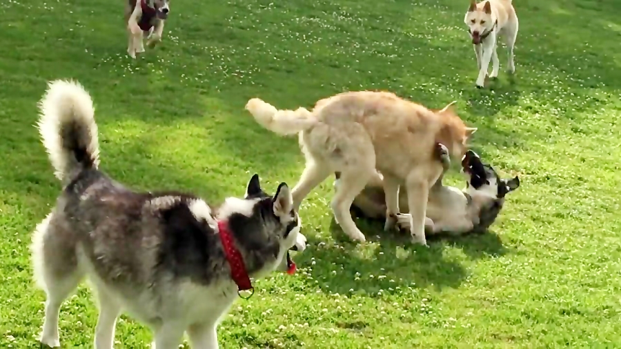 درگیری سگ ها برای جفت یابی