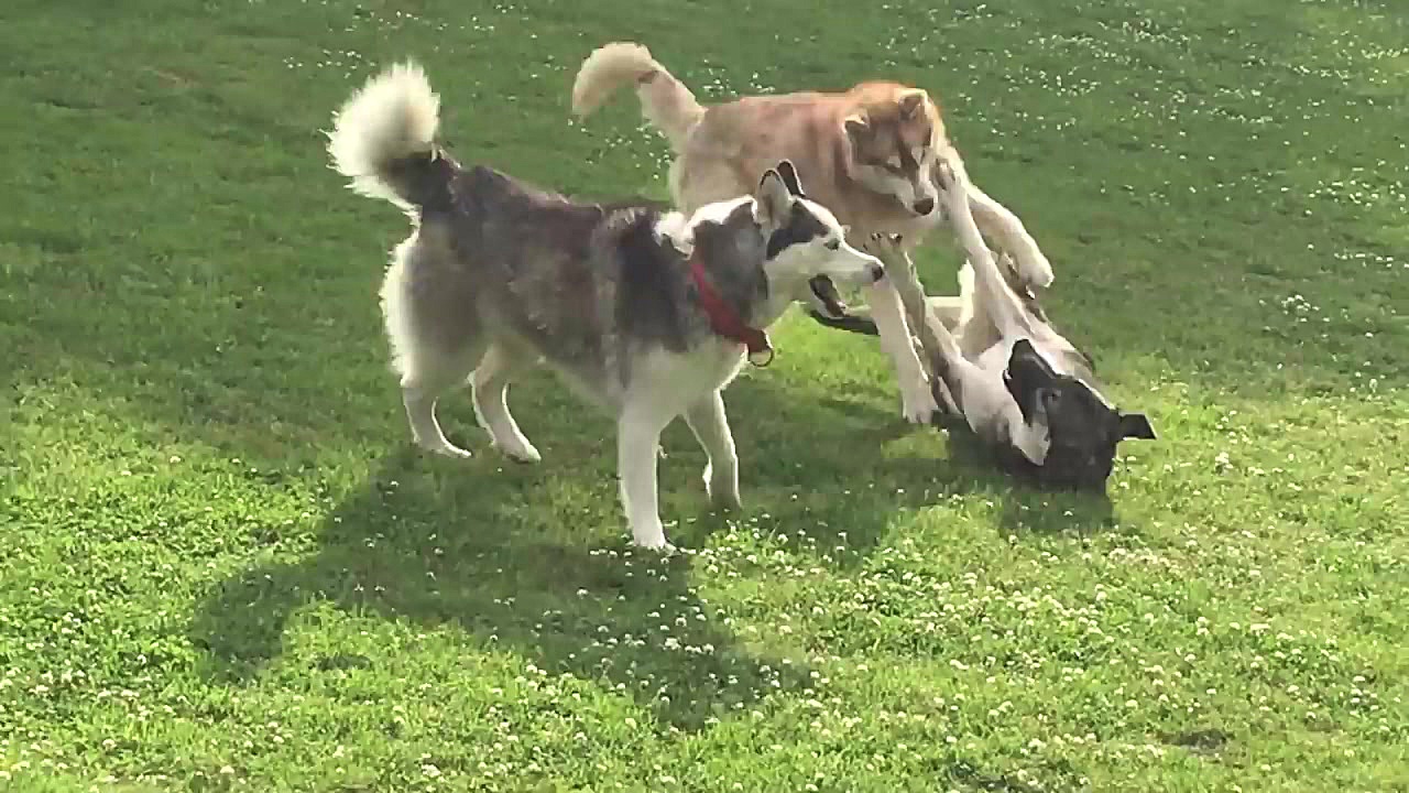 درگیری سگ ها برای جفت یابی