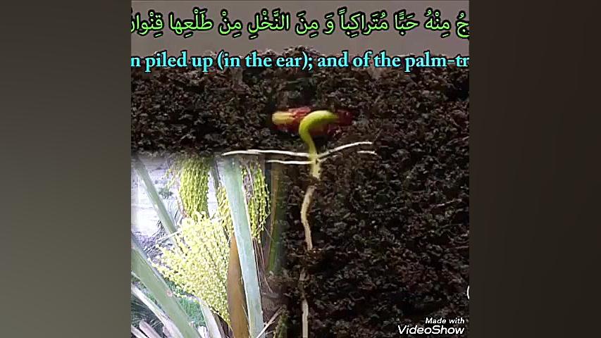 وهوالذی انزل من السماء ماء،،بص...