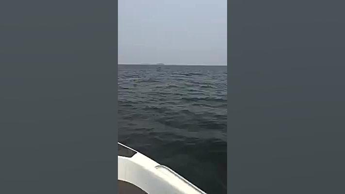 پدیده نادر شنا کردن فیل در دری...