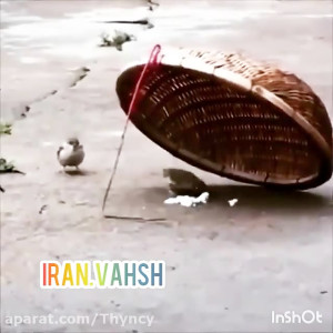 تله گنجشک ساده!