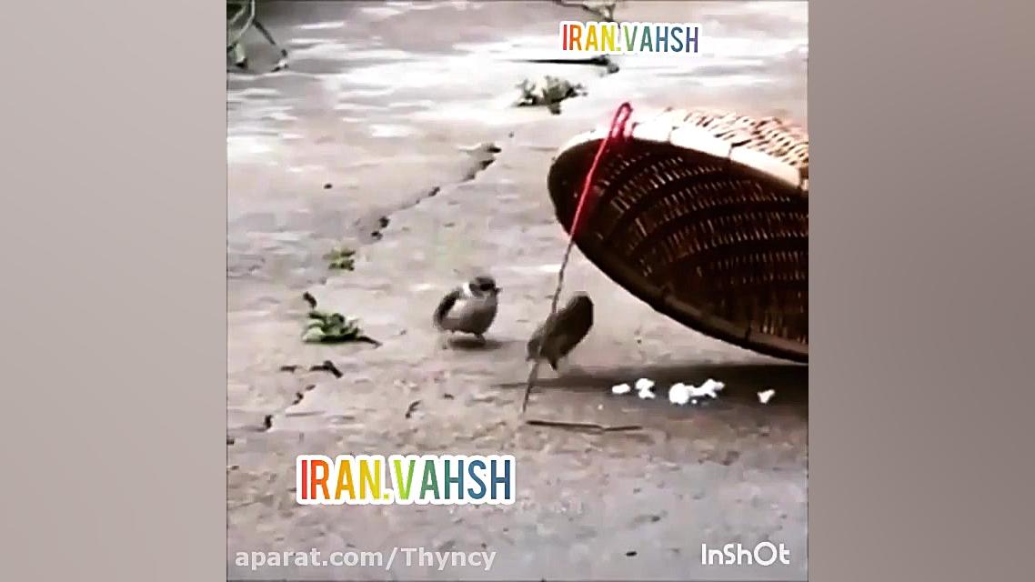 تله گنجشک ساده!