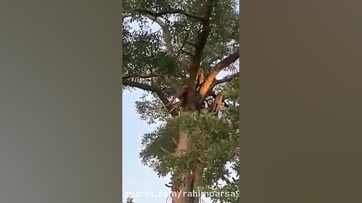 اگر میدونستم این بزرگوار انقدر...