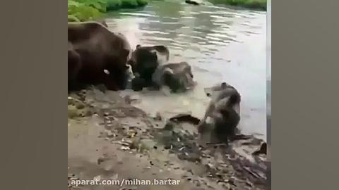 تلاش نافرجام گرگها براي نجات ج...