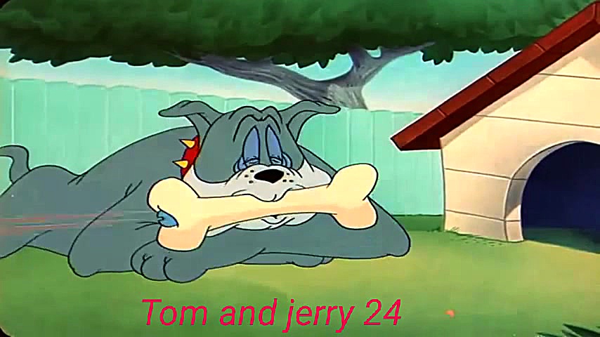 کارتون تام وجری موش پشک