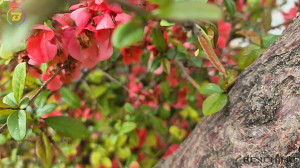 اختصاصی بنچیمو : بررسی دوربین...