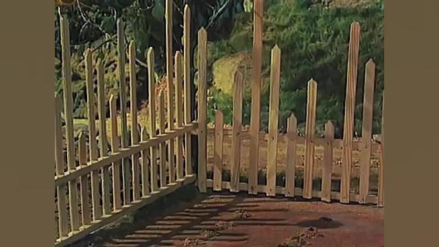 کارتون پت ومت