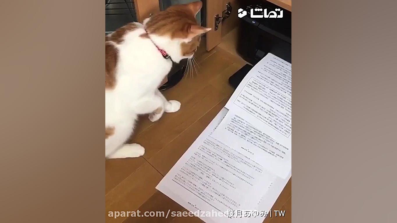 شوخی با گربه