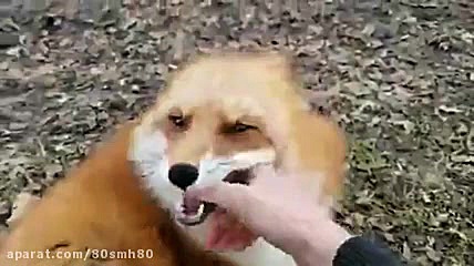 روباه قلقلکی