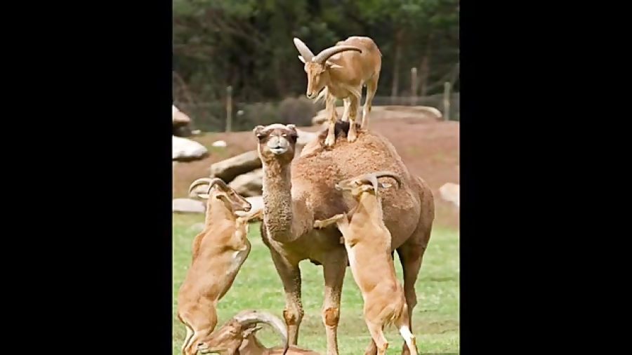 آخ جون چه حالی می ده بچه ها بی...