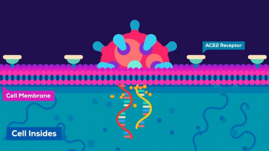 موشکافی: عملکرد ویروس کرونا در...