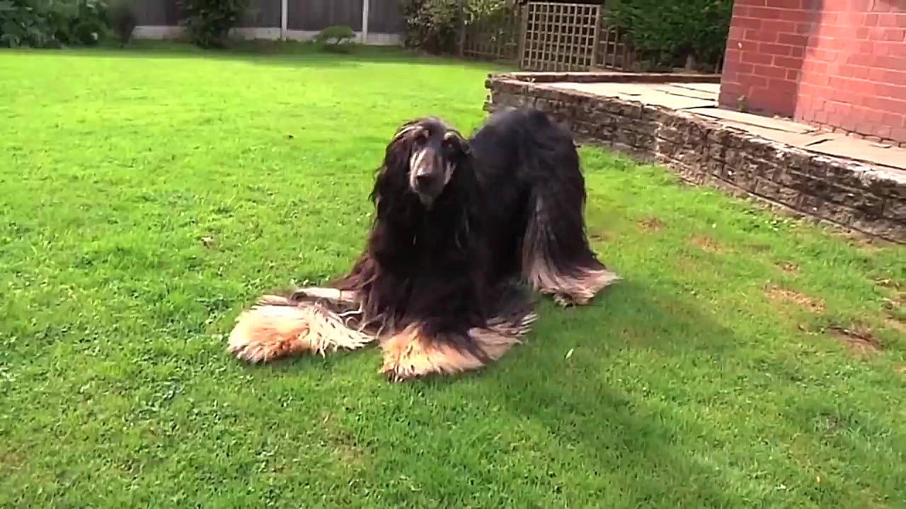 10 سگ گران قیمت که فقط افراد ث...