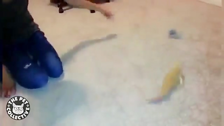 حیوانات خانگی بامزه