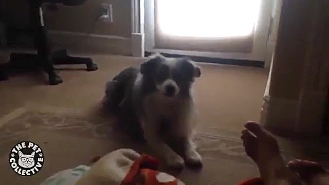 حیوانات خانگی بامزه